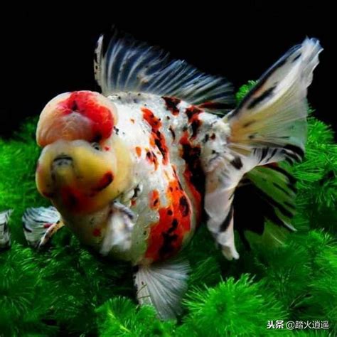 魚缸魚死掉|為什麼我養的魚老是死？養魚8種死法的正確預防方。